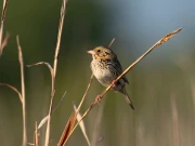 امریکا میں مقامی پرندوں کی آبادی میں خطرناک حد تک کمی 