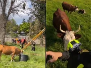 اٹلی: گائے کی زیرِ نگرانی ریسکیو آپریشن، پیرا گلائیڈر کو بچا لیا گیا