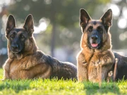 راولپنڈی کے گھر سے 10 لاکھ مالیت کے 2 بیش قیمت کتے چوری