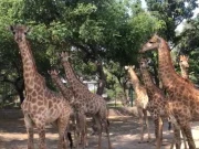 لاہور سفاری زو میں ایک زرافہ دم توڑ گیا