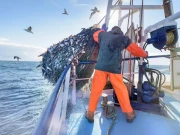 انگلینڈ میں مچھیرے نے اتفاقاً انتہائی نایاب سمندری مخلوق پکڑلی، وہ بھی دو بار