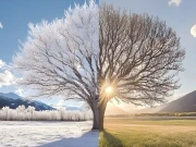 گلوبل وارمنگ، بیشتر ممالک میں سردیاں ڈیڑھ ماہ رہ جائیں گی