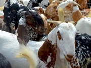 میانداد کو بھی ڈاکوؤں نے نہیں بخشا، 12 بکرے چھین کر فرار