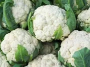 منڈی میں 2 روپے کلو قیمت لگنے پر 50 من گوبھی مفت تقسیم