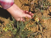 گوند کتیرا، ایک مفید جڑی بوٹی