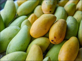 کچے آم جلدی پکانے ہیں؟ کیمیکلز کے بغیر آزمائیں یہ آسان گھریلو طریقے