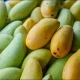 کچے آم جلدی پکانے ہیں؟ کیمیکلز کے بغیر آزمائیں یہ آسان گھریلو طریقے
