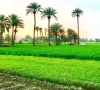 گرین پاکستان انیشیٹو کی بدولت بھکر میں بنجر رقبہ جدید زرعی و برآمدی مرکز میں تبدیل