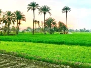 سبز پاکستان اقدام، پائیدار زرعی نظام کی تشکیل کیلیے اہم اقدام