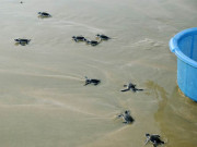 انڈوں سے نکلنے والے مزید 120 گرین ٹرٹلز کو سمندر میں چھوڑ دیا گیا