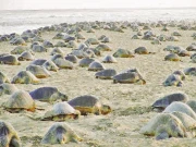 زیتونی کچھوؤں نے کراچی سمیت پاکستانی ساحلوں سے منہ موڑ لیا