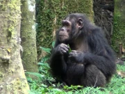 بندروں میں پہلی بار زخموں کے علاج کیلئے مخصوص پودوں کے استعمال کا مشاہدہ 