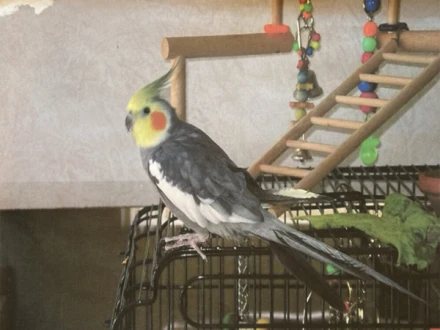 دنیا کا سب سے معمر کاکٹیل