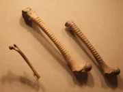 سیکڑوں برس قبل ازٹیک تہذیب انسانی ہڈیوں سے کیا کرتی تھی؟