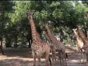 لاہور سفاری پارک میں پہلی مرتبہ زرافوں کی آمد