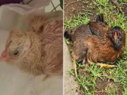 دنیا کی معمر ترین مرغی