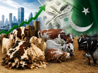 پاکستان میں عیدالاضحیٰ پر ذبیحہ جانوروں کی کھالوں سے بڑی معاشی سرگرمی متوقع
