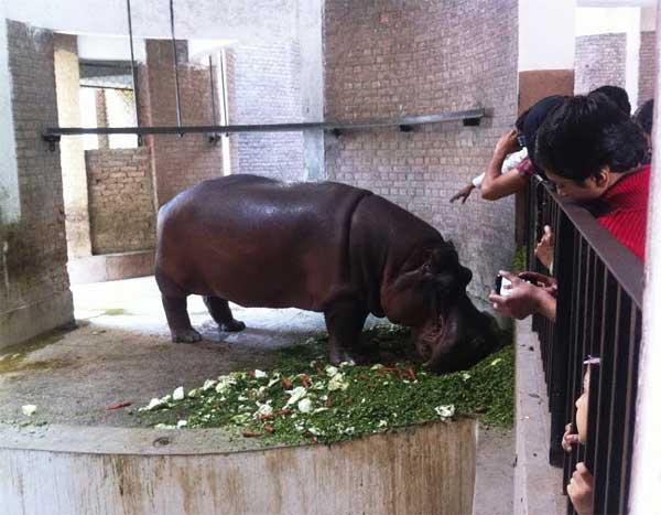 Hippo-in-Lahore-zoo