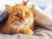 دہائیوں بعد ماہرین نے بلیوں کے نارنجی رنگ کی وجہ جان لی