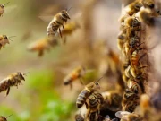 ہندو شخص کی آخری رسومات کے دوران شہد کی مکھیوں کا حملہ؛ 50 افراد زخمی 