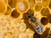 سائنس دانوں نے شہد کی مکھیوں کیلئے نئے خطرات کی نشان دہی کردی!