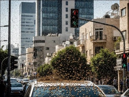 اسرائیل کو ’’قدرت کی سزا‘‘، لاکھوں شہد کی مکھیوں کا ’’حملہ‘‘، ویڈیوز وائرل