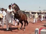 وزیراعلیٰ مریم نواز کا لاہور میں 30سال بعد ہارس اینڈ کیٹل شو منعقد کرنیکا فیصلہ