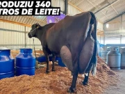 برازیل کی گائے نے تین دن میں 343 لیٹر دودھ دے کر ریکارڈ قائم کردیا 