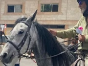 یورپ سے حج کے لیے گھوڑوں پر سفر! سعودی عرب میں منفرد انداز میں حجاج کی آمد