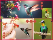 ہوا میں اڑتے ننھے جنگجو شکر خورے