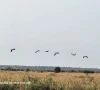 پنجاب میں مہمان پرندوں کی آمد شروع