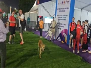 بھارتی دارالحکومت دہلی کے اسٹیڈیم میں آوارہ کتوں کا راج، دو مہمان کوچز کو کاٹ لیا