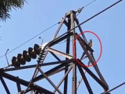 لاکھوں مالیت کے فرار طوطے کو پکڑنے کی کوشش میں مالک ہلاک