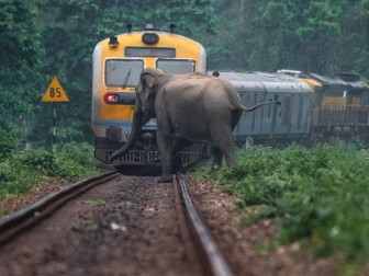 ہاتھیوں کا جھنڈ ریلوے پٹڑی عبور کر رہا تھا