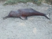 دادوکینال میں بہہ کرآنے والی انڈس ڈولفن مردہ حالت میں پائی گئی،اقدام قتل کا مقدمہ درج