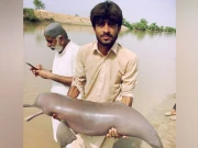 دریائے سندھ کی نایاب نابینا ڈولفن کی نسل خطرات سے دوچار 