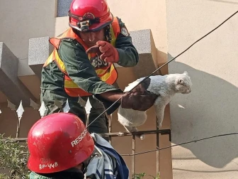 زخمی بلی نے ریسکیو اہلکاروں کی دوڑیں  لگوا دیں؛ بے زبان کی جان کیسے بچی؟ ویڈیو دیکھیں