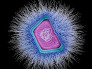 دنیا  کے سمندرکن وائرسوں سے بھر رہے ہیں؟ سائنس دانوں کا ہولناک انکشاف