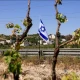 انسانیت سوز واقعہ، اسرائیلی آبادکاروں نے فلسطینی شخص کی لاش زبردستی قبر سے نکال دی 
