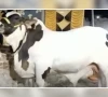 پشاور: شہری کا قربانی کا جانور چوری کرنے والا ملزم  سی سی ٹی وی فوٹیج کی مدد سے گرفتار 