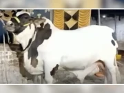 40 من وزنی بیل ’’جے ایف 17 تھنڈر‘‘ کتنے میں فروخت ہوا؟ جان کر آپ حیران رہ جائیں گے