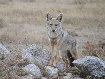 کوٹری؛ جنگلی گیدڑ کے حملے میں سوا سال کی بچی اور والد شدید زخمی