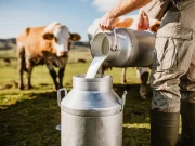 کس جانور کا دودھ گائے کے دودھ کا بہترین متبادل ہے؟