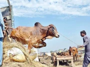 جانوروں پر ظلم ایک سنگین گناہ