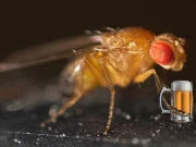 مادہ کو متوجہ کرنے کیلئے پھلوں والی مکھیاں کیا کرتی ہیں، جان کر حیران رہ جائیں گے