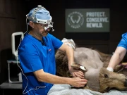 دماغی سرجری کروانے والا پہلا ریچھ