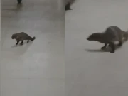 کراچی ایئرپورٹ کی عمارت میں نیولوں کی آزادانہ آمدورفت، مسافروں اور عملے میں خوف و ہراس