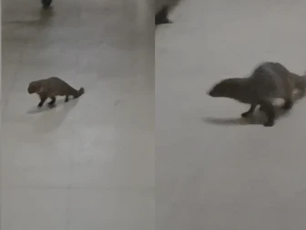 کراچی ایئرپورٹ کی عمارت میں نیولوں کی آزادانہ آمدورفت، مسافروں اور عملے میں خوف و ہراس