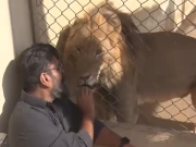 ویڈیو: لقمہ اجل بنانے والے خونخوار جانوروں سے والہانہ محبت کرنے والا کراچی کا بے باک نوجوان