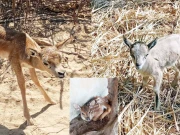 کراچی کے سفاری پارک میں مختلف جانوروں کے 15 بچوں کی پیدائش